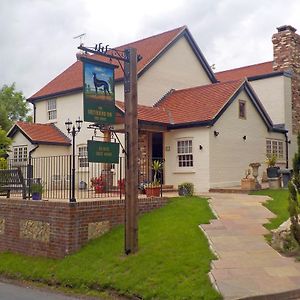 Greyhound Hever